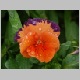 PICT0895.JPG