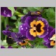 PICT0904.JPG