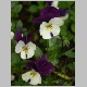 PICT0919.JPG