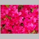 PICT0922.JPG