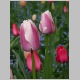 PICT0933.JPG