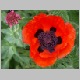 PICT0983.JPG